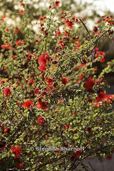 calliandra californica 2 graphic